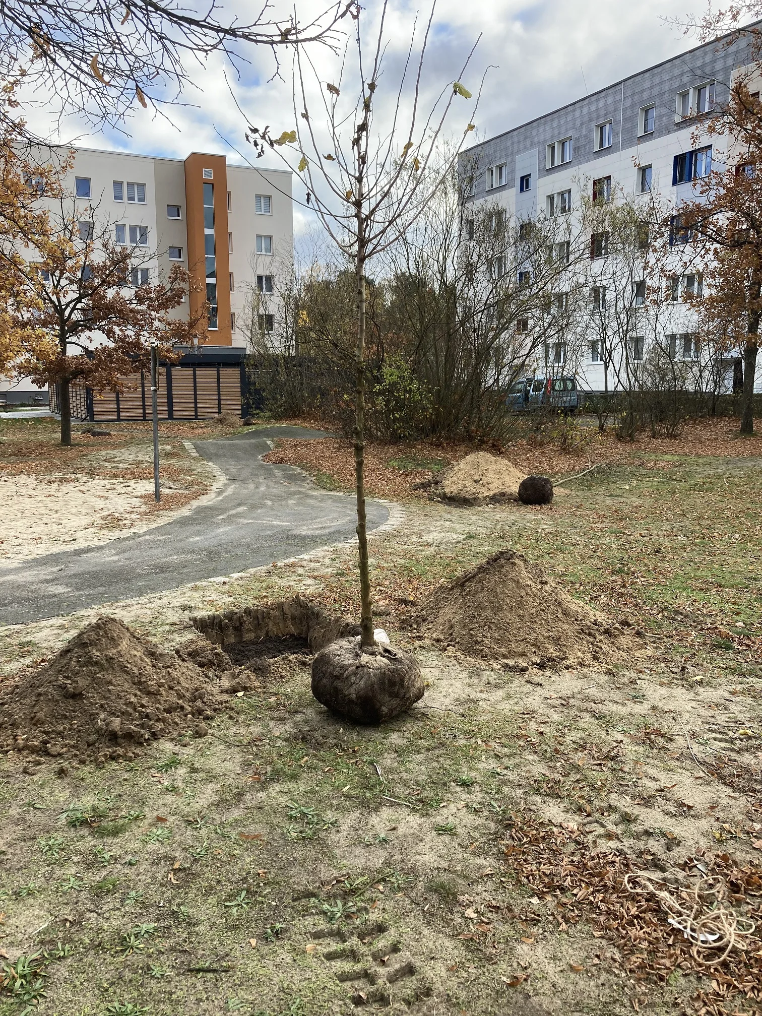 Frisch gepflanzter Baum im Wohngebiet zwischen den Wohnblöcken