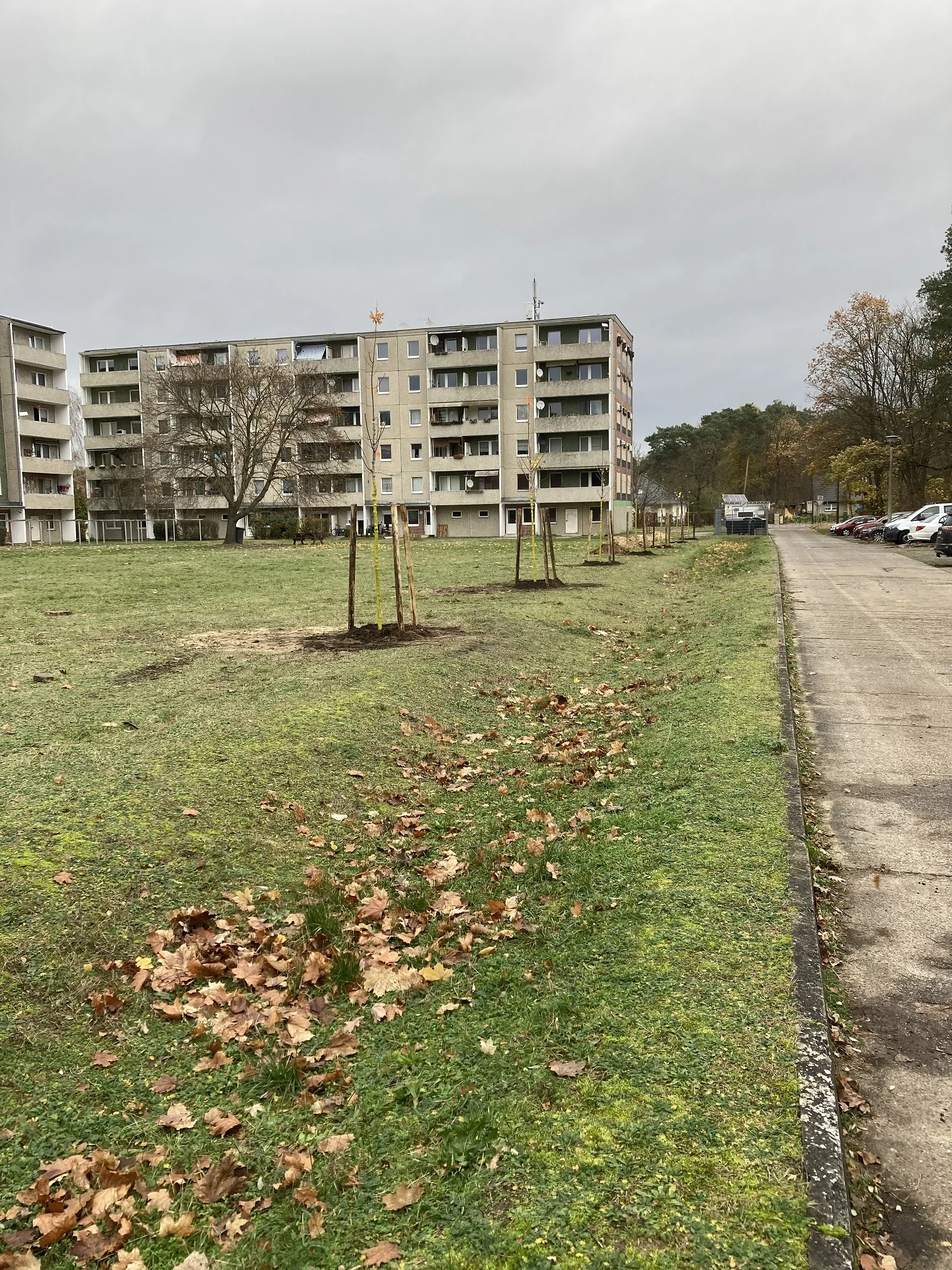 Neu gepflanzte junge Bäume entlang eines Weges im Wohngebiet