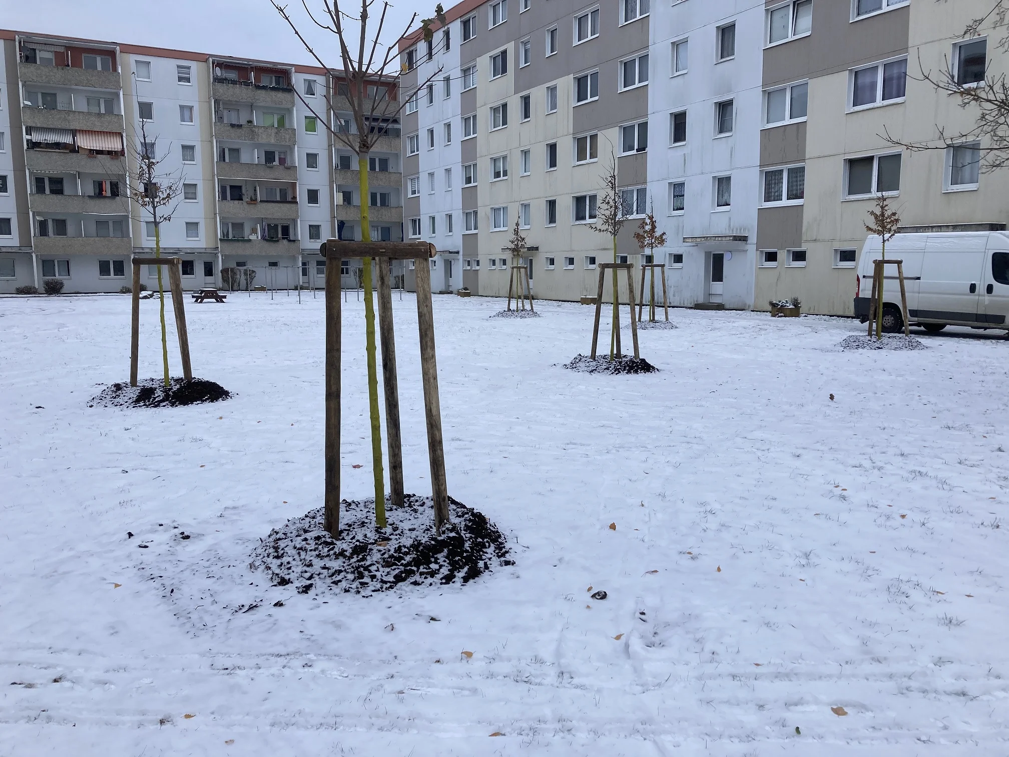 Neu gepflanzte Bäume mit Stützpfählen im verschneiten Innenhof