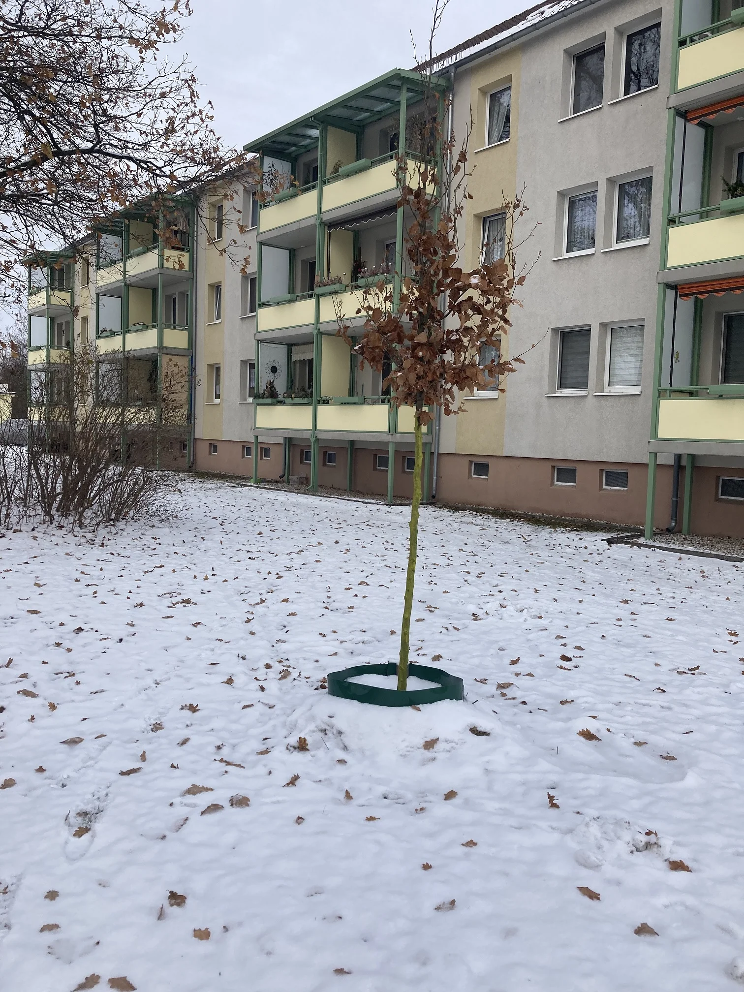 Frisch gepflanzter Baum vor einem Wohnhaus im Winter